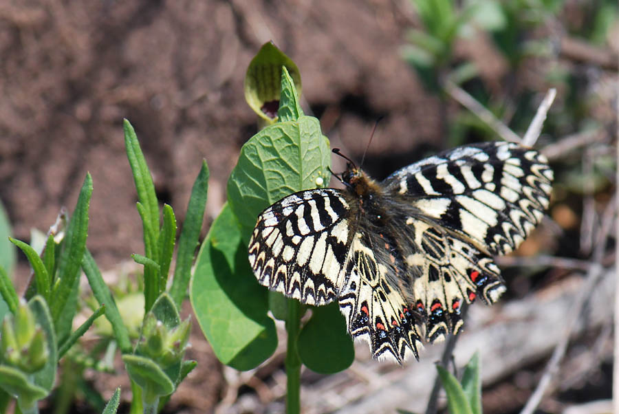 Zerynthia polyxena, Uovo e pianta nutrice